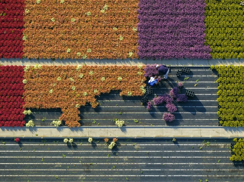 Luftaufnahme Schermbeck - Reihen bunter Blumen - Felder in einem Zierpflanzenbetrieb bei Schermbeck in Nordrhein-Westfalen