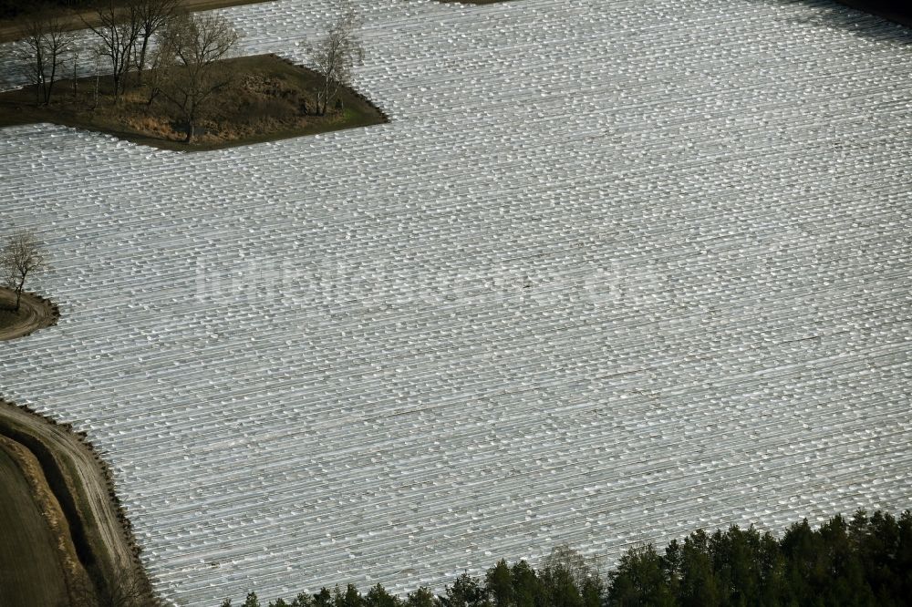 Luftaufnahme Amalienfelde - Reihen mit Spargel- Anbau auf Feld- Flächen in Amalienfelde im Bundesland Brandenburg, Deutschland