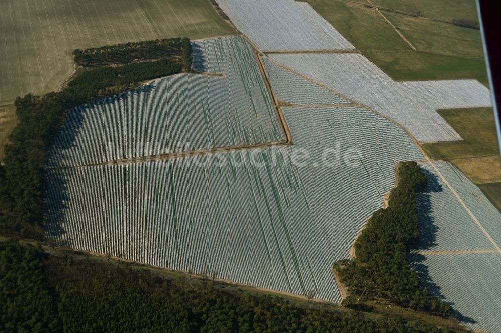Luftaufnahme Buchholz - Reihen mit Spargel- Anbau auf Feld- Flächen in Buchholz im Bundesland Brandenburg, Deutschland
