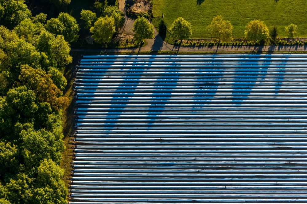 Luftaufnahme Münster - Reihen mit Spargel- Anbau auf Feld- Flächen in Münster im Bundesland Nordrhein-Westfalen, Deutschland