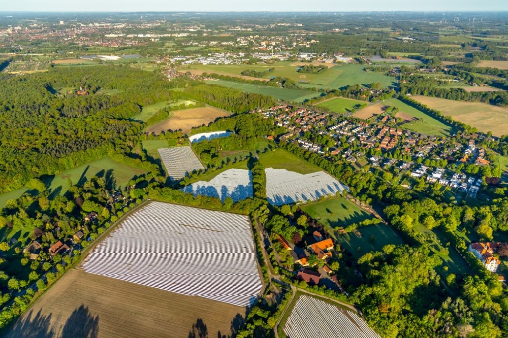 Luftbild Münster - Reihen mit Spargel- Anbau auf Feld- Flächen im Ortsteil Handorf in Münster im Bundesland Nordrhein-Westfalen, Deutschland