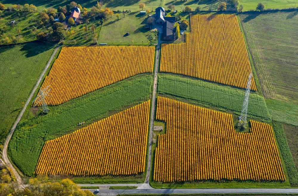 Luftaufnahme Spellen - Reihen mit Spargel- Anbau auf Feld- Flächen in Spellen im Bundesland Nordrhein-Westfalen, Deutschland