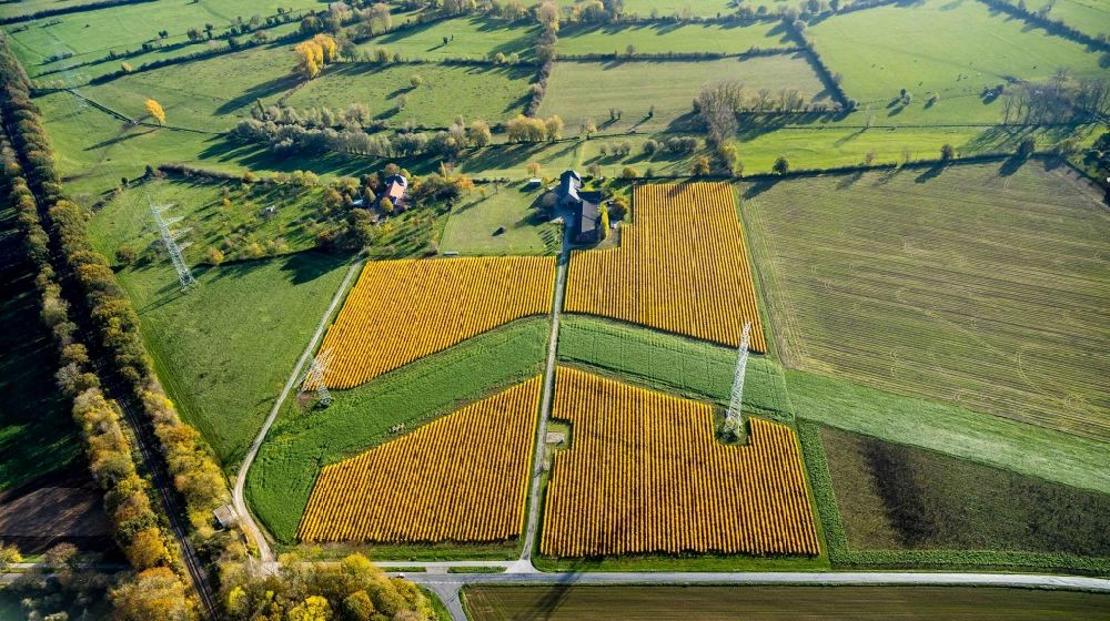 Spellen von oben - Reihen mit Spargel- Anbau auf Feld- Flächen in Spellen im Bundesland Nordrhein-Westfalen, Deutschland
