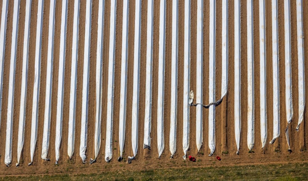 Luftaufnahme Wesel - Reihen mit Spargel- Anbau auf Feld- Flächen in Wesel im Bundesland Nordrhein-Westfalen, Deutschland