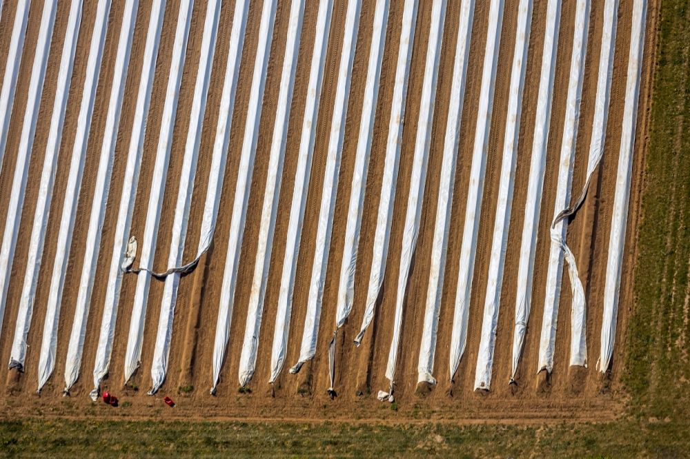 Wesel von oben - Reihen mit Spargel- Anbau auf Feld- Flächen in Wesel im Bundesland Nordrhein-Westfalen, Deutschland