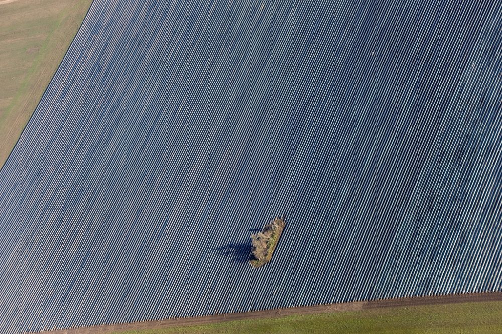 Wittbrietzen aus der Vogelperspektive: Reihen mit Spargel- Anbau auf Feld- Flächen in Wittbrietzen im Bundesland Brandenburg, Deutschland