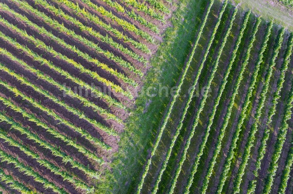 Luftaufnahme Heppenheim (Bergstraße) - Reihen von Weinreben in einem Weinberg eines Winzers in Heppenheim ( Bergstraße ) im Bundesland Hessen