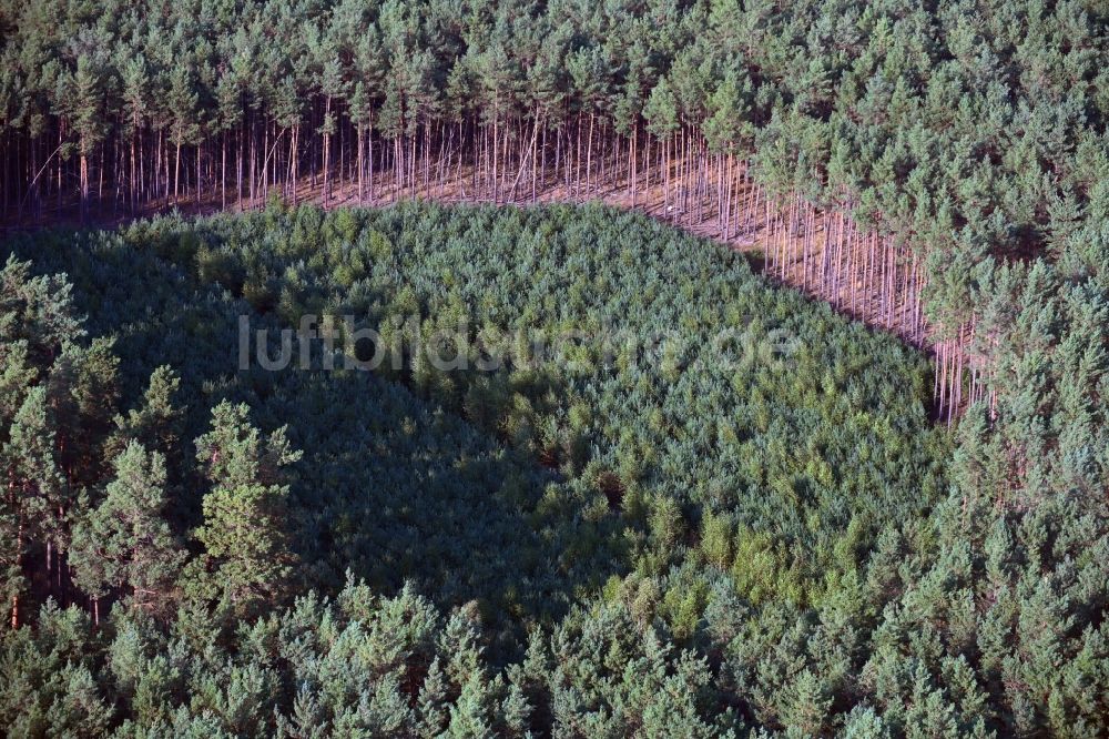 Bülstringen von oben - Renaturierung durch Aufforstung von Jungbäumen im Waldgelände in Bülstringen im Bundesland Sachsen-Anhalt, Deutschland