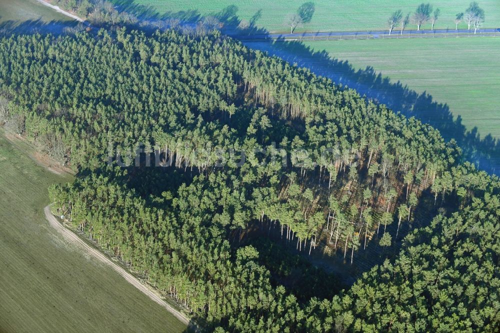 Luftbild Löwenbruch - Renaturierung durch Aufforstung von Jungbäumen im Waldgelände in Löwenbruch im Bundesland Brandenburg, Deutschland