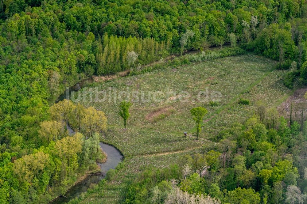 Weisweil von oben - Renaturierung durch Aufforstung von Jungbäumen im Waldgelände Taubergiessen in Weisweil im Bundesland Baden-Württemberg, Deutschland