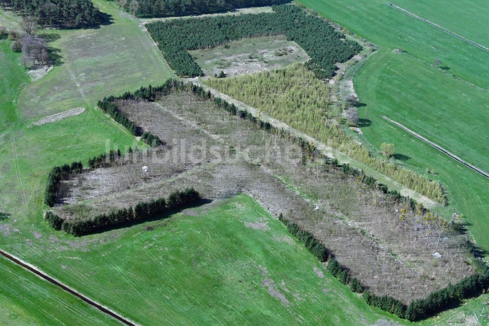 Luftaufnahme Wollschow - Renaturierung durch Aufforstung von Jungbäumen im Waldgelände in Wollschow im Bundesland Brandenburg, Deutschland