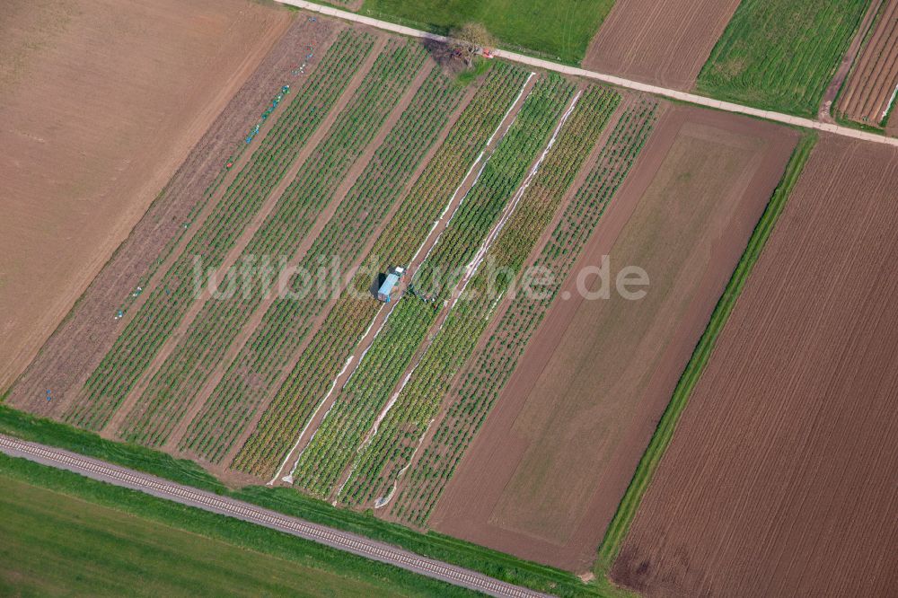 Luftaufnahme Billigheim-Ingenheim - Rhabarberernte auf landwirtschaftlichen Feld- Reihen in Billigheim-Ingenheim im Bundesland Rheinland-Pfalz, Deutschland