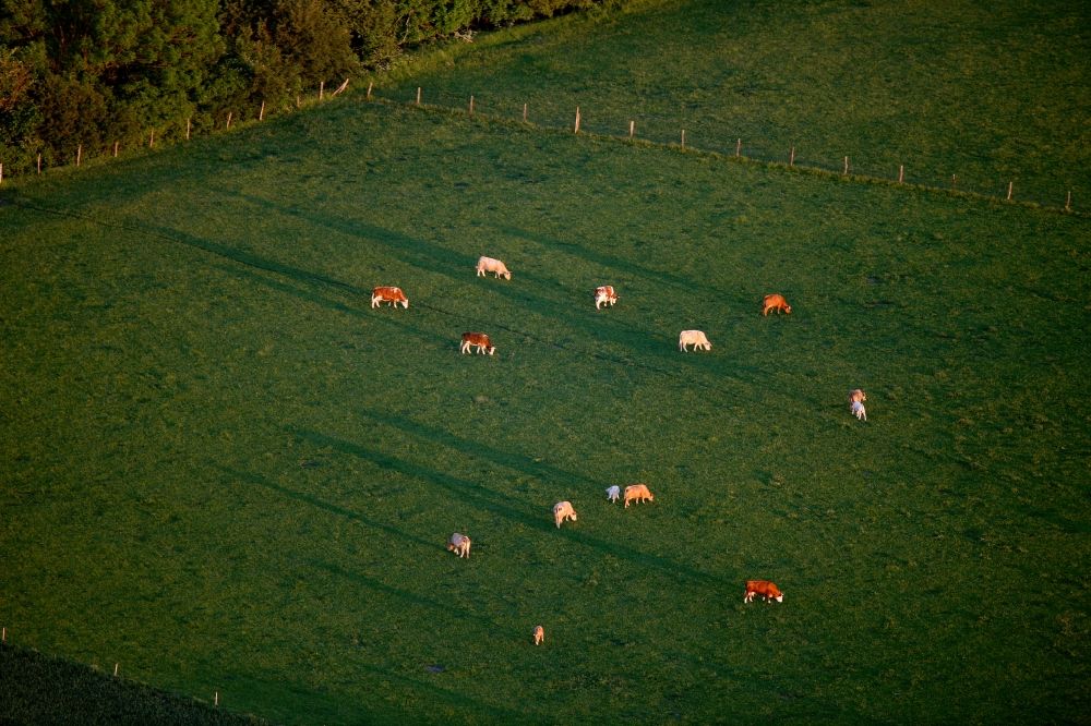 Luftaufnahme Klink - Rinder auf einer Weide in Klink im Bundesland Mecklenburg-Vorpommern