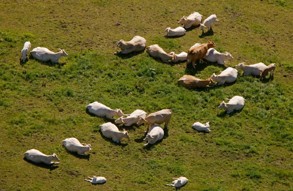 Olpe von oben - Rinder auf der Weide in Olpe im Bundesland Nordrhein-Westfalen