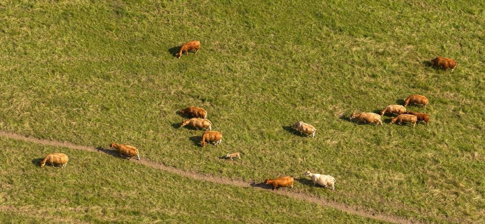 Luftaufnahme Winterberg OT Langewiese - Rinderherde auf einer Weide nahe Winterberg im Bundesland Nordrhein-Westfalen