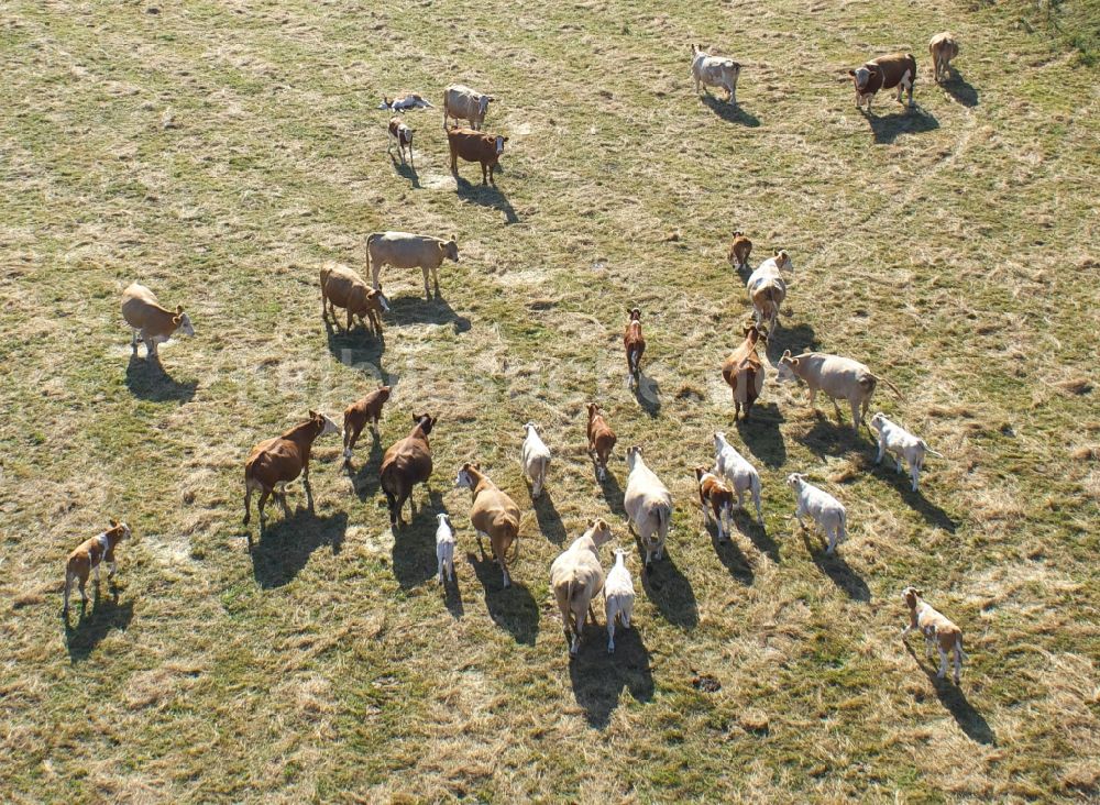 LÜBZ von oben - Rinderherde auf einer Wiese in Lübz in Mecklenburg-Vorpommern