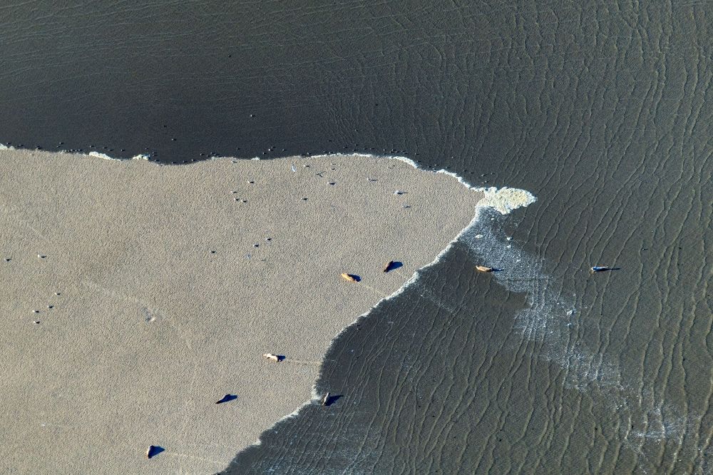 Butjadingen von oben - Robben und Seehunde auf einer Sandbank im Wattenmeer von Bujadingen im Bundesland Niedersachsen, Deutschland