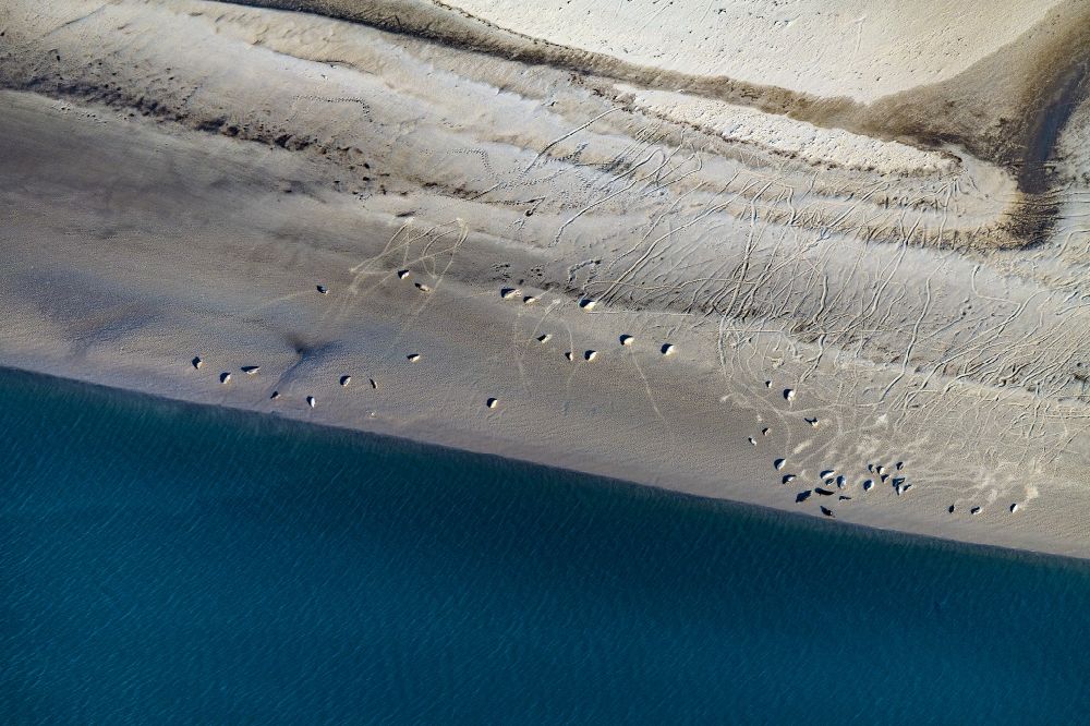 Luftbild Wangerooge - Robben und Seehunde am Strand der Insel Wangerooge im Bundesland Niedersachsen, Deutschland
