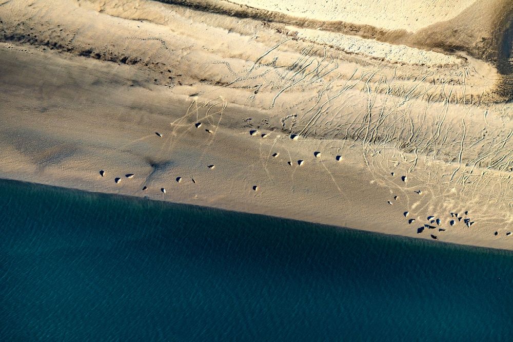 Luftaufnahme Wangerooge - Robben und Seehunde am Strand der Insel Wangerooge im Bundesland Niedersachsen, Deutschland