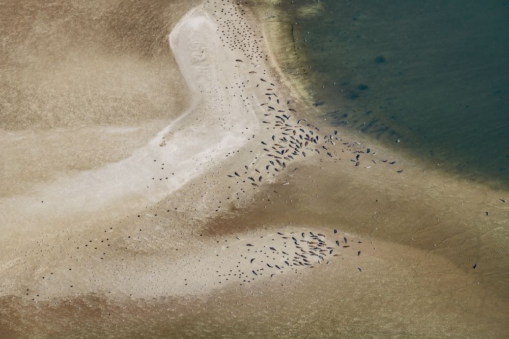 Luftaufnahme Nigehörn - Robben im Wattenmeer auf Sandbänken vor der Nordseeküste von Cuxhaven, am Außenriff im Bundesland Hamburg, Deutschland