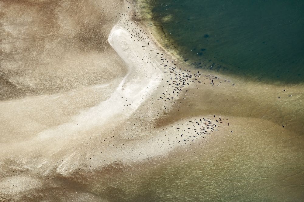 Nigehörn von oben - Robben im Wattenmeer auf Sandbänken vor der Nordseeküste von Cuxhaven, am Außenriff im Bundesland Hamburg, Deutschland