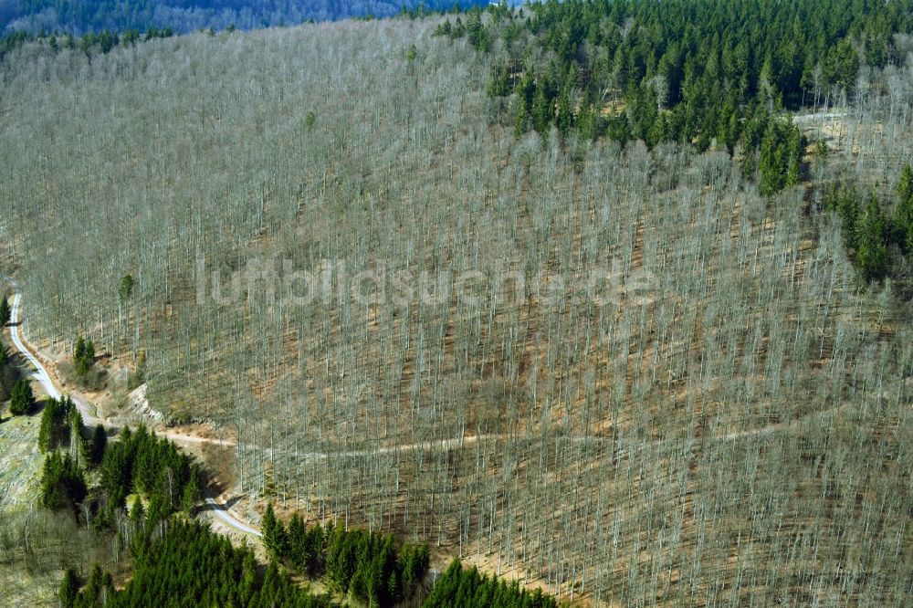 Luftaufnahme Schleusegrund - Rotbuchen in einem Waldgebiet in Schleusegrund im Bundesland Thüringen, Deutschland