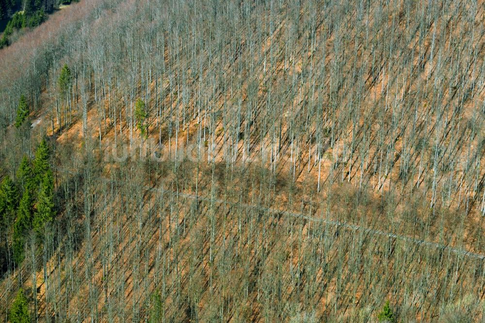 Schleusegrund aus der Vogelperspektive: Rotbuchen in einem Waldgebiet in Schleusegrund im Bundesland Thüringen, Deutschland