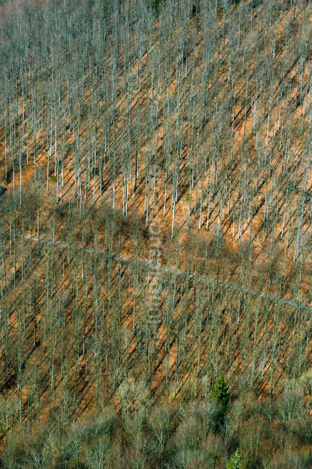 Luftbild Schleusegrund - Rotbuchen in einem Waldgebiet in Schleusegrund im Bundesland Thüringen, Deutschland