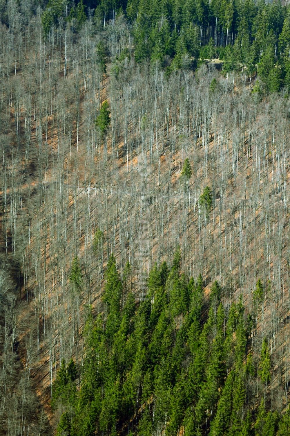 Schleusegrund von oben - Rotbuchen in einem Waldgebiet in Schleusegrund im Bundesland Thüringen, Deutschland