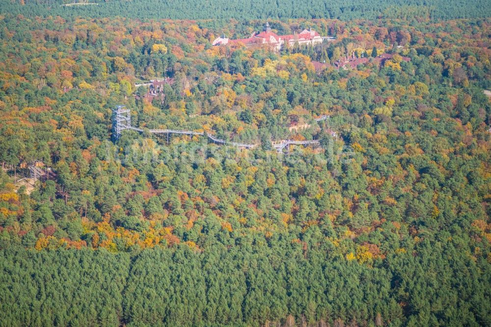 Beelitz von oben - Ruine des ehemaligen Klinik- und Krankenhaus - Gebäudes mit dem Baum & Zeit Baumkronenpfad in Beelitz im Bundesland Brandenburg im Herbst