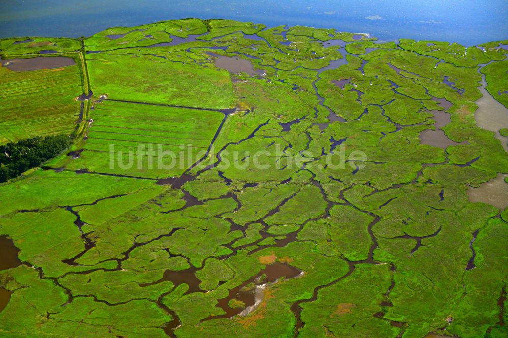 Luftaufnahme Zingst - Salzgrasland an der Ostseeküste in Zingst im Bundesland Mecklenburg-Vorpommern, Deutschland