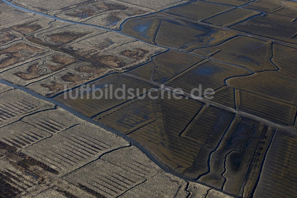 Friedrichskoog aus der Vogelperspektive: Salzwiesen im Nationalpark Wattenmeer in Friedrichskoog im Bundesland Schleswig-Holstein