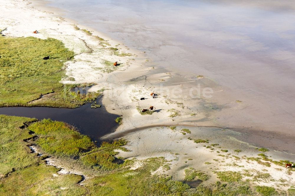Luftaufnahme Fanö - Sandstrand- Landschaft an der Nordsee in Fanö in Region Syddanmark, Dänemark