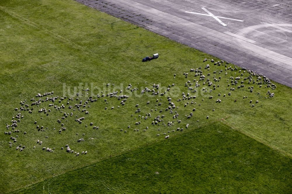 Werneuchen von oben - Schaf - Herde auf einer Wiese an der Landebahn des Flugplatzes in Werneuchen im Bundesland Brandenburg