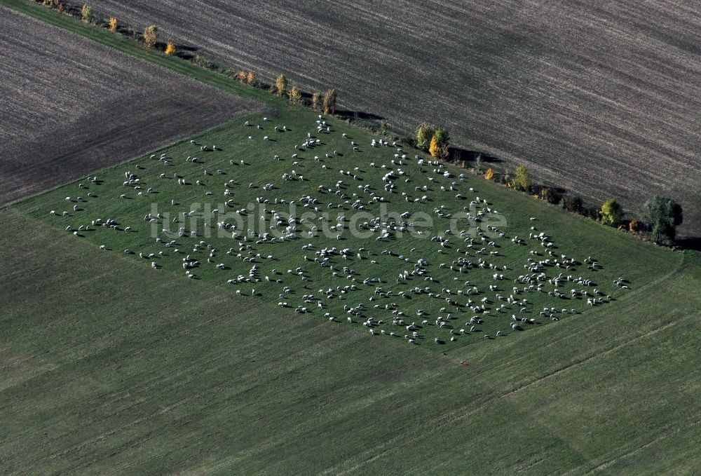 Tonndorf aus der Vogelperspektive: Schafe- Herde auf einer Wiese bei Tonndorf in Thüringen