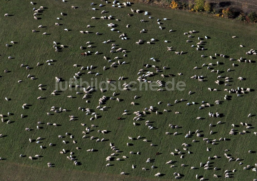 Luftaufnahme Tonndorf - Schafe- Herde auf einer Wiese bei Tonndorf in Thüringen