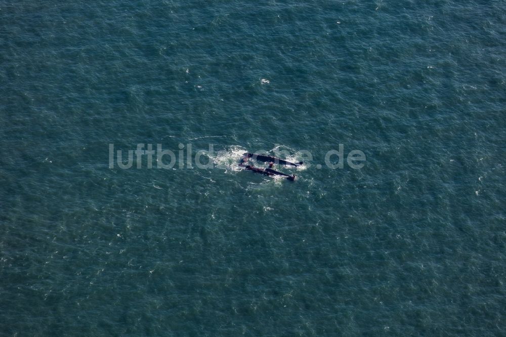 Luftaufnahme Amrum - Schiffswrack Pallas südwestlich der Nordsee -Insel Amrum in Nordfriesland in Schleswig-Holstein, Deutschland
