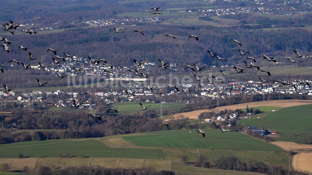 Luftaufnahme Hennef (Sieg) - Schwarm Wildgänse über Hennef (Sieg) im Bundesland Nordrhein-Westfalen, Deutschland