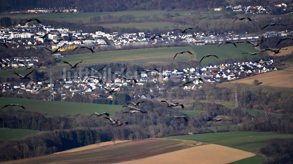 Hennef (Sieg) aus der Vogelperspektive: Schwarm Wildgänse über Hennef (Sieg) im Bundesland Nordrhein-Westfalen, Deutschland
