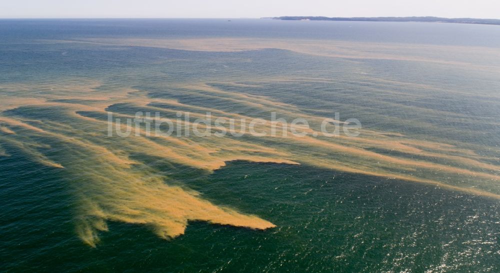Sassnitz aus der Vogelperspektive: Schwebteppich mit Algenschichten auf der Wasseroberfläche der Ostsee in Sassnitz im Bundesland Mecklenburg-Vorpommern, Deutschland
