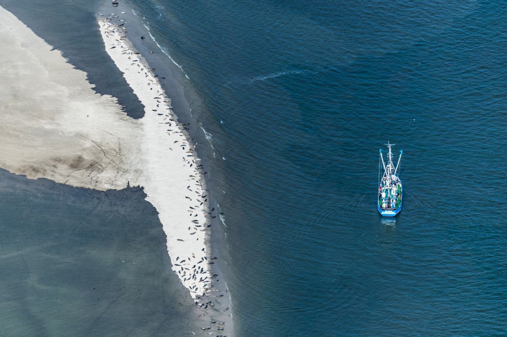 Luftaufnahme Langeoog - Seehund und Robben Bank in der Wattenmeerlandschaft am Oststrand auf der Insel Langeoog im Bundesland Niedersachsen, Deutschland