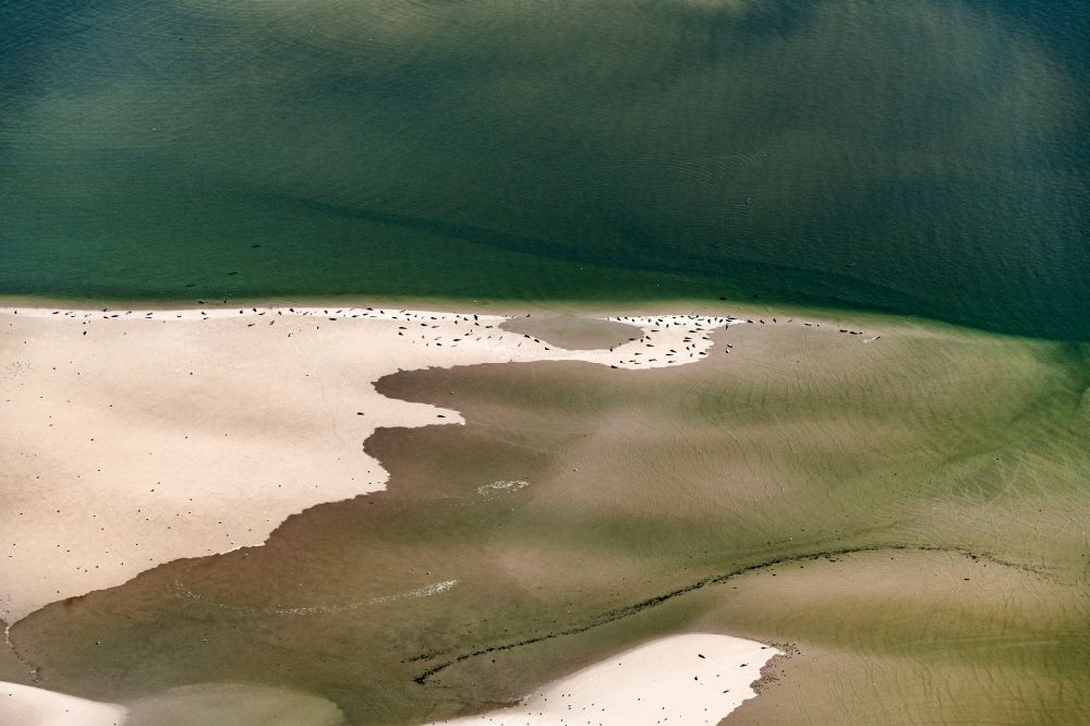 Westerhever aus der Vogelperspektive: Seehunde auf einer Sandbank- Landfläche in der Meeres- Wasseroberfläche Nordsee in Westerhever im Bundesland Schleswig-Holstein