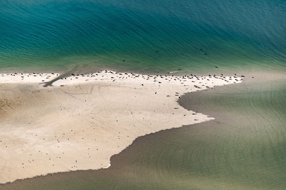 Luftbild Westerhever - Seehunde auf einer Sandbank- Landfläche in der Meeres- Wasseroberfläche Nordsee in Westerhever im Bundesland Schleswig-Holstein