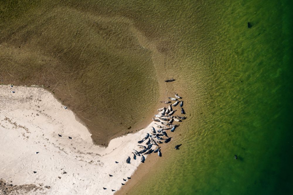 Luftbild List - Seehunde auf der Sandstrand- Landschaft am Uthörn der Nordsee in List im Bundesland Schleswig-Holstein, Deutschland