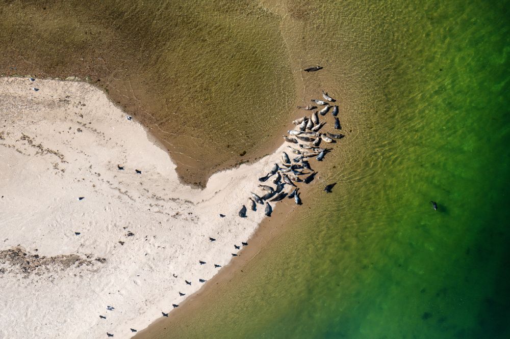 Luftaufnahme List - Seehunde auf der Sandstrand- Landschaft am Uthörn der Nordsee in List im Bundesland Schleswig-Holstein, Deutschland