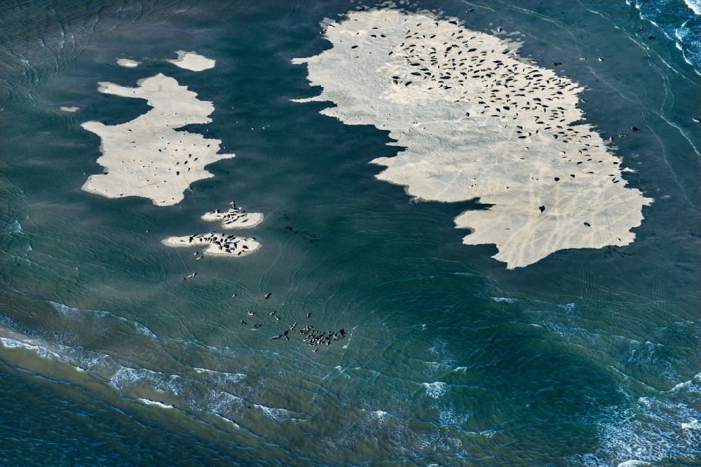 Amrum aus der Vogelperspektive: Seehunde,Kegelrobben auf einer Sandbank- Landfläche in der Meeres- Wasseroberfläche Nordsee vor der Insel Amrum im Bundesland Schleswig-Holstein