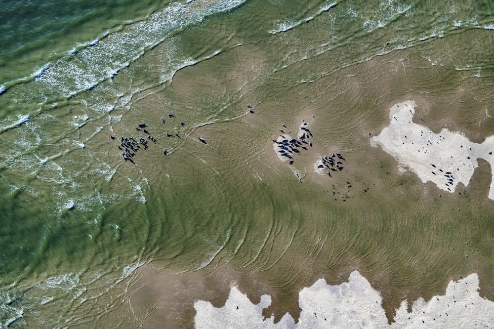 Luftaufnahme Amrum - Seehunde,Kegelrobben auf einer Sandbank- Landfläche in der Meeres- Wasseroberfläche Nordsee vor der Insel Amrum im Bundesland Schleswig-Holstein