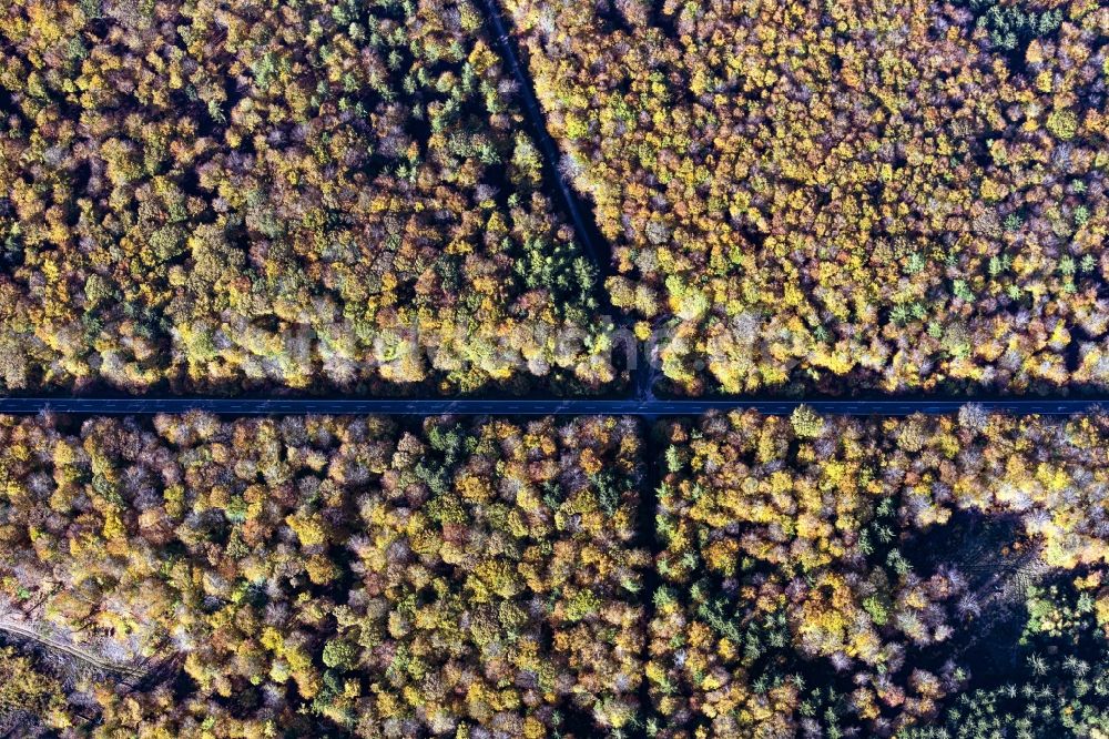 Luftaufnahme Bacharach - Senkrechtes Herbstluftbild mit einer Straßenführung in einem Waldgebiet in Bacharach im Bundesland Rheinland-Pfalz, Deutschland