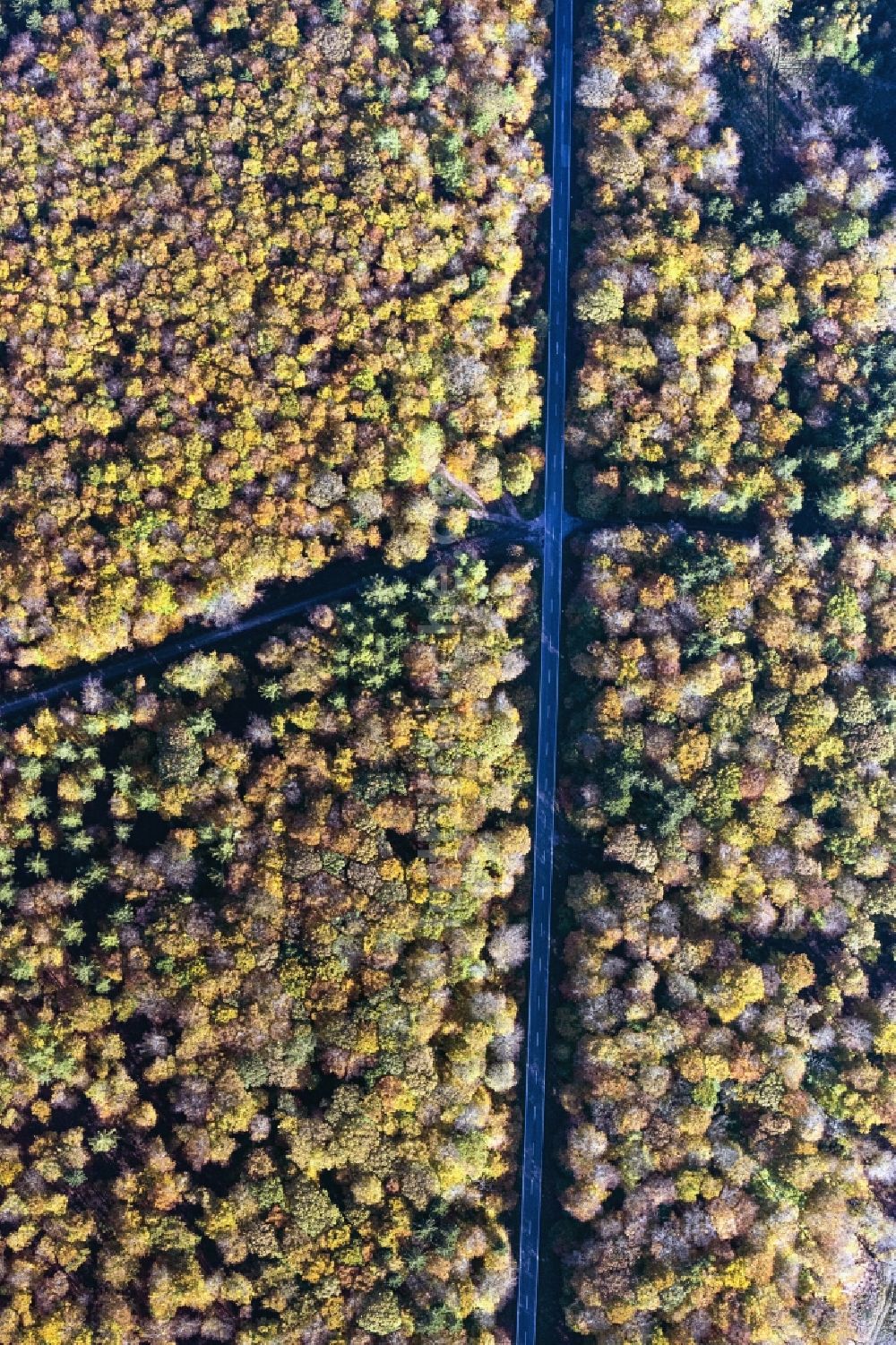 Bacharach von oben - Senkrechtes Herbstluftbild mit einer Straßenführung in einem Waldgebiet in Bacharach im Bundesland Rheinland-Pfalz, Deutschland