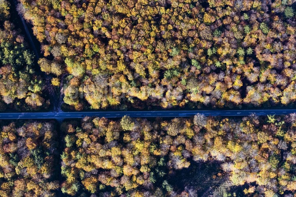 Luftbild Bacharach - Senkrechtes Herbstluftbild mit einer Straßenführung in einem Waldgebiet in Bacharach im Bundesland Rheinland-Pfalz, Deutschland